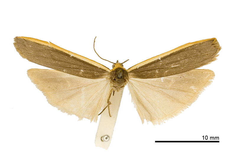 Eilema taiwana Male